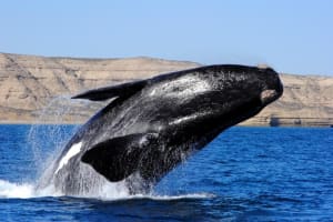 3-Day Puerto Madryn Adventure 4