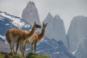6-Day Self-Drive Adventure in Torres del Paine 4
