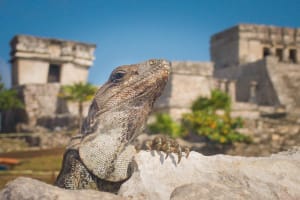 Tulum Adventure: ATV, Zipline & Cenote 3