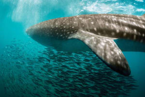 Cancun Whale Shark Snorkeling Adventure 3