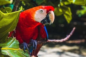 National Aviary & Baru Island Adventure 3