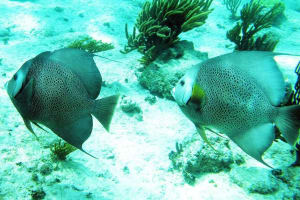 Caribbean Sea and Cenote Snorkeling Tour from Tulum 3