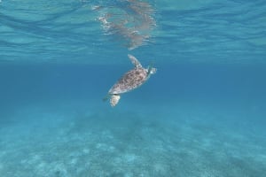 Self-Guided Culebra Island Day Trip 3