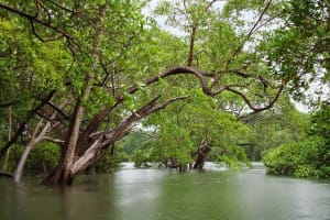 Tamarindo Estuary Boat Safari 4