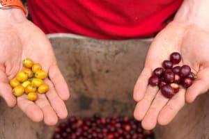 Coffee Farm and Salento Walking Tour 3