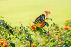 Kuala Lumpur Nature & Wildlife Tour 4