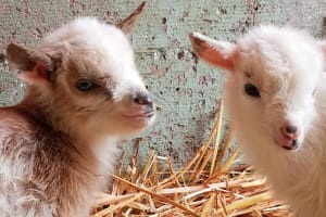 Faithful Hands Farm Tour 4
