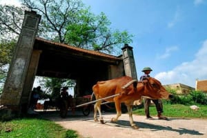 Duong Lam Historical Village Private Day Tour 4