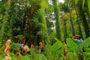 Half-Day Jungle Adventure in Krabi 4