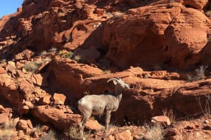Private Valley of Fire Hiking Tour 4
