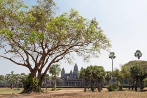 Angkor Wat & Angkor Thom Half-Day Tour 4
