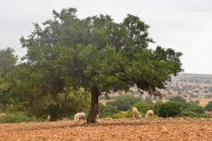 Private Essaouira Day Trip from Marrakech 3