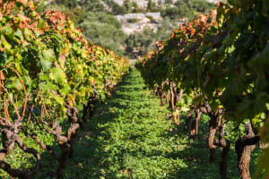Ston and Peljesac Peninsula Wine Tour 3