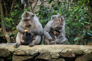 Tailor-Made Bali Adventure Tour 4