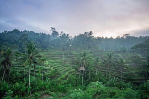 Bali Sensational: Ubud and Tanah Lot Temple Tour 4
