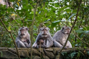 Best of Ubud's Highlights Full-Day Tour 4