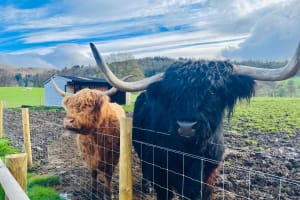 Private Glenfinnan and Highlands Experience 4