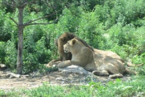 Longqingxia Gorge & Badaling Wildlife Tour 4