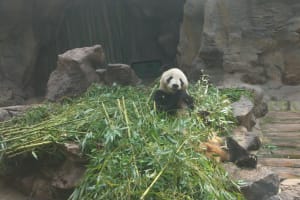 Beijing Panda House & Summer Palace Tour 3