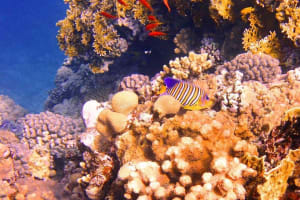 Tiran Island Boat Excursion 3