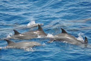 Hurghada Dolphin & Snorkeling Adventure 3
