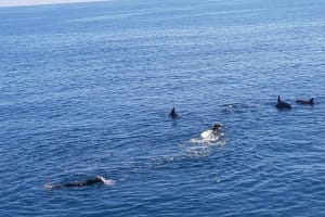 Hurghada Dolphin & Snorkeling Adventure 4