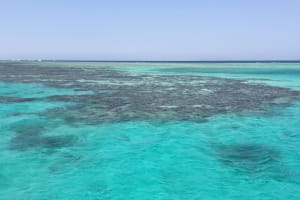 Ras Mohammed Half-Day Snorkeling Adventure 4