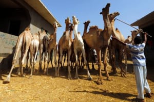 Birqash Camel Market Private Tour 3