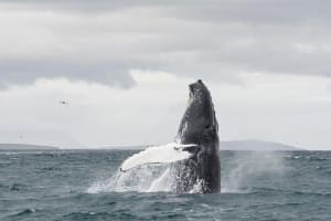 Downtown Akureyri Whale Watching Tour 3