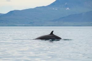 Silfra Snorkeling & Whale Watching Adventure 4