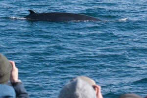 Whale Watching & ATV Adventure in Reykjavik 3