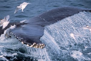 Whale Watching & Golden Circle Tour 3