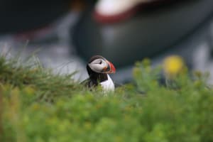 Classic Puffin Watching Cruise in Reykjavik 4