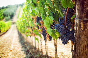 Chianti Half-Day Wine Tour 4