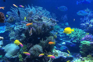 Key West 3-Hour Snorkeling Adventure 3