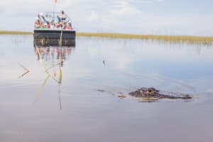 Everglades Airboat Ride & Wildlife Show 4