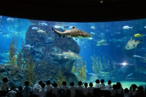 SEA LIFE & Madame Tussauds Bangkok Combo Ticket 3