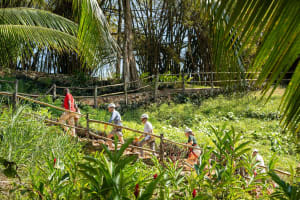Appleton Estate Rum Tasting & Jungle Zipline Adventure 4