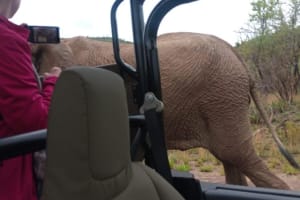 Pilanesberg Full-Day Safari Adventure 4