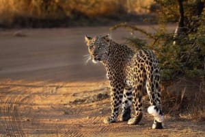 Private 3-Hour Pilanesberg Safari 4
