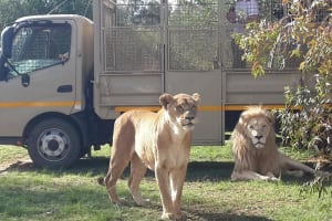 Half-Day Lion Park Safari Tour 4