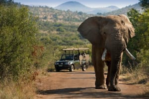 3-Day Pilanesberg Safari at Bakubung Lodge 4