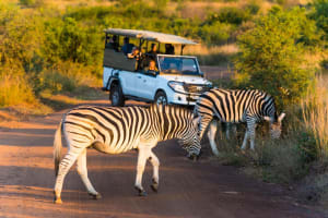 Pilanesberg 3-Hour Safari Tour 3