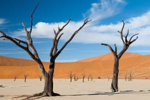 6-Day Dunes and Wildlife Lodge Safari in Namibia 4