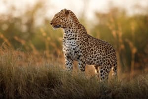 Private Full-Day Kruger Safari from Hoedspruit 4