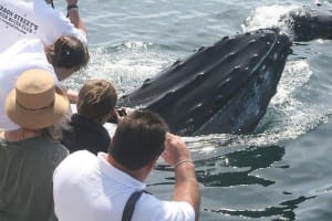 Gloucester Whale Watching Tour 3