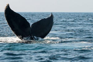 Whale Watching in Puerto Vallarta 3