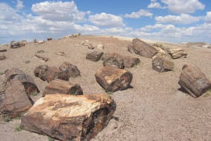 La Leona Petrified Forest Day Trip 4