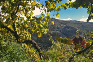 Private Vinho Verde Wine Tour from Porto 3