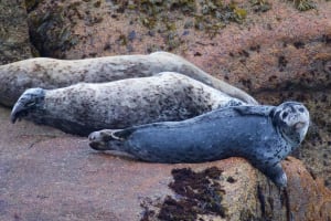 Kenai Fjords & Resurrection Bay Cruise 4
